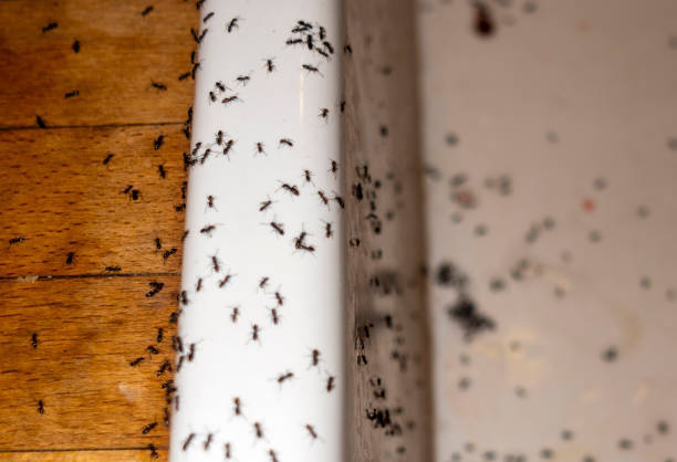 Best Pest Removal Services  in Villanova, PA